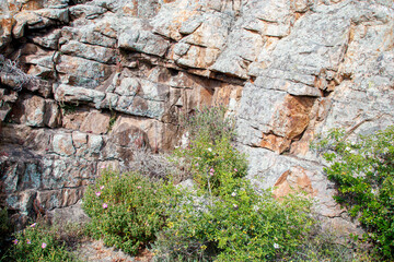tree bushes and rocks