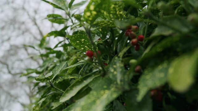 Aucuba Japonica berry bush in London park
