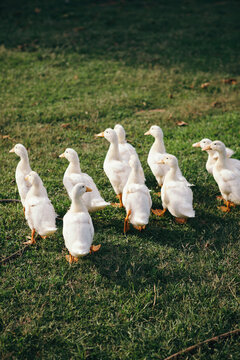 A flock of young ducklings waddling free around the farm