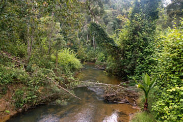 forêt primaire tropicale, riviere, Parc National Andasibé Mantadia, Madagascar