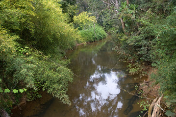 Obraz premium forêt primaire tropicale, riviere, Parc National Andasibé Mantadia, Madagascar