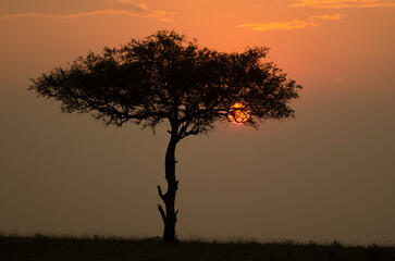 coucher de soleil, Réserve de  Masai Mara, Kenya