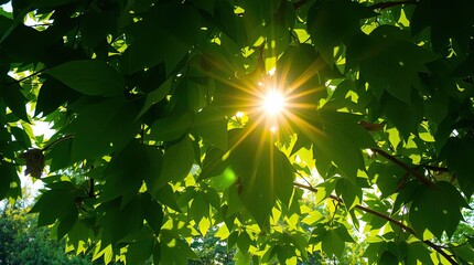 Sunlight shining through vibrant green leaves creating a beautiful natural scene outdoors