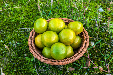 Fresh emperor tangerines in the round fruit basket