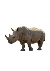 Isolated Rhino an Animal Wildlife Herbivore with Horn on Transparent