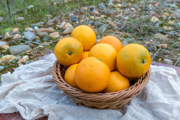 Fresh fruit, sugar-coated oranges, packed in a fruit basket