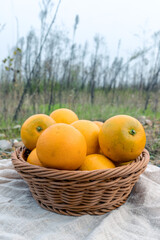 Fresh fruit, sugar-coated oranges, packed in a fruit basket