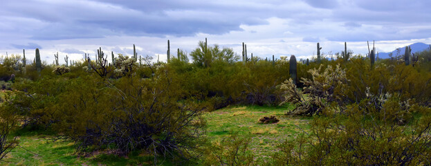 Mid Winter Landscape Sonoran Desert Arizona