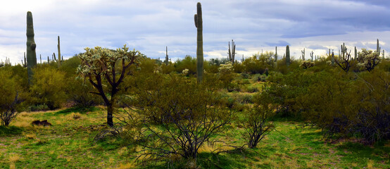 Mid Winter Landscape Sonoran Desert Arizona
