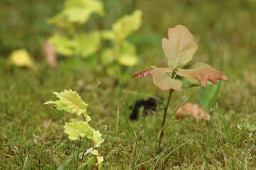 Junge Eiche auf Moosfläche