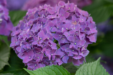 Hydrangea
