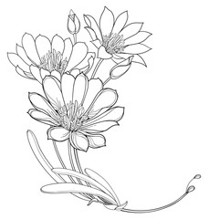 Corner bouquet with outline Bitterroot or Lewisia rediviva flower and leaves in black isolated on white background. 