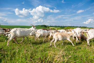 Fototapeta premium Herd of farm milk goats on a farm pasture in summer.
