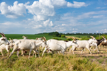 Herd of farm milk  goats  on a farm pasture in summer.