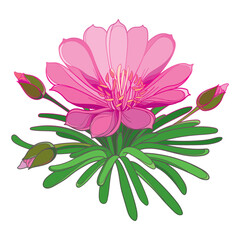 Bunch with outline Bitterroot or Lewisia rediviva flower and leaves in pink and green isolated on white background. 