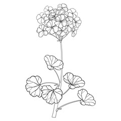 Branch with outline Geranium or Cranesbills flower bunch and leaf in black isolated on white background. 