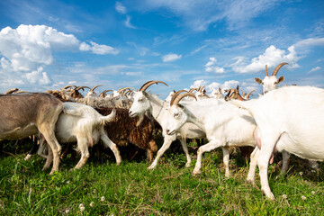 Obraz premium Herd of farm milk goats on a farm pasture in summer.