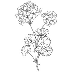 Bunch with outline Geranium or Cranesbills flower bunch and leaf in black isolated on white background. 