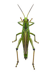 Isolated Transparent Green Grasshopper Insect Detailed Wildlife Macro