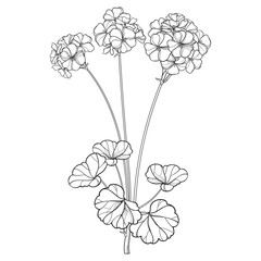 Bouquet with outline Geranium or Cranesbills flower bunch and leaf in black isolated on white background. 