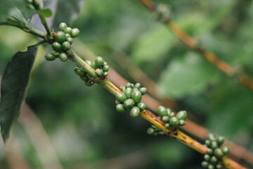 The production of coffee beans damaged by the attractive fluctuations of nature, ripe red coffee trees, fresh coffee beans, coffee tree growth
