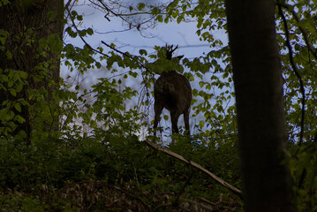 A secretive deer emerges from the dappled greens of a dense forest, offering a rare glimpse of wild...