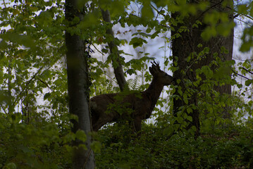 A secretive deer emerges from the dappled greens of a dense forest, offering a rare glimpse of wild...