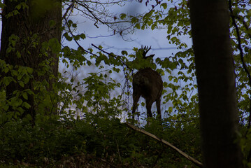 A secretive deer emerges from the dappled greens of a dense forest, offering a rare glimpse of wild...