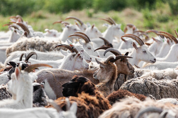 Obraz premium Close up of milk goats on a farm pasture in summer.