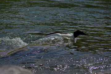 Obraz premium A graceful great crested grebe dives into shimmering blue waters, creating dynamic ripples. Captures the active serenity of this unique aquatic bird.