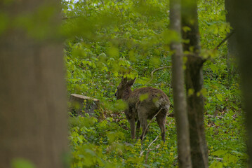 A secretive deer emerges from the dappled greens of a dense forest, offering a rare glimpse of wild tranquility. Perfect for themes of nature's hidden beauty.