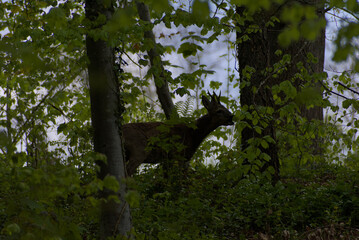 A secretive deer emerges from the dappled greens of a dense forest, offering a rare glimpse of wild...