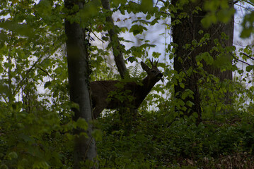 A secretive deer emerges from the dappled greens of a dense forest, offering a rare glimpse of wild...