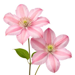 Fototapeta premium pink dahlia Isolated on transparent background