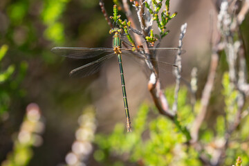 Green Emerald Damselfly perched on heather, County Durham, England, UK.
