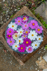 flowers in the garden