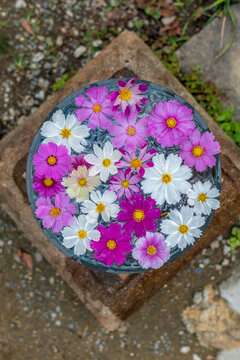 flowers in the garden