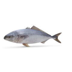 Blue fish isolated on transparent background, realistic marine seafood illustration
