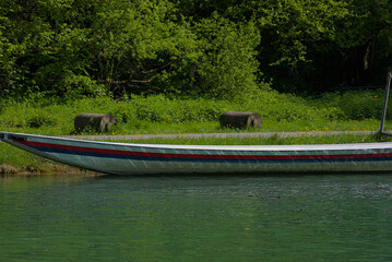 A vibrant, stripped boat rests on serene emerald waters, framed by lush green banks under bright...