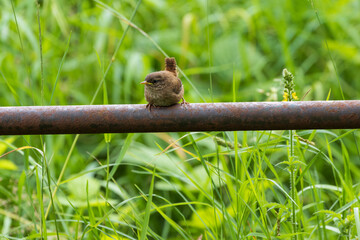 Fledgling Wren perched on a gate. England, UK.