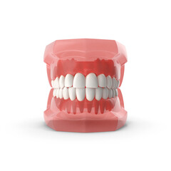 Transparent Dental Jaw Model Isolated on Transparent Background