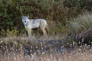 eastern wolf Canis lycaon or Canis lupus lycaon  timber wolf  Algonquin wolf standing at the edge of a meadow in Algonquin Park Ontario Canada  © Doug White