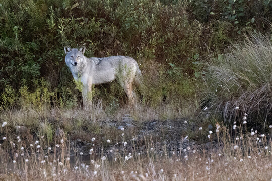 eastern wolf Canis lycaon or Canis lupus lycaon  timber wolf  Algonquin wolf standing at the edge of a meadow in Algonquin Park Ontario Canada
