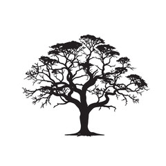 Obraz premium Cotton Tree Drawing in Silhouette