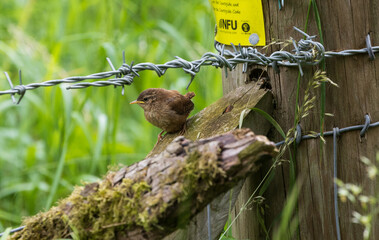 A Fledgling Wren perched on a fence, England, UK.