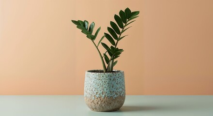 Zanzibar Gem Plant in a Speckled Pot A Guide to Home Plant Care