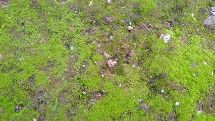 Closeup of moss-covered soil with scattered rocks and earthy texture, showing vibrant green moss growth ideal for backgrounds, nature, and ecology visuals.