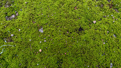 Bright green moss ground texture with natural pebble details, ideal for backgrounds, nature themes, or organic eco-friendly design concepts.