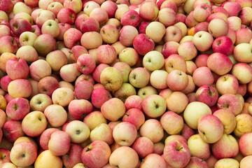 Fresh red Fuji apples neatly stacked