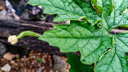 Closeup of bitter melon leaf with small flower bud, vibrant green tones, natural texture, great for agriculture, herbal, and gardening content.